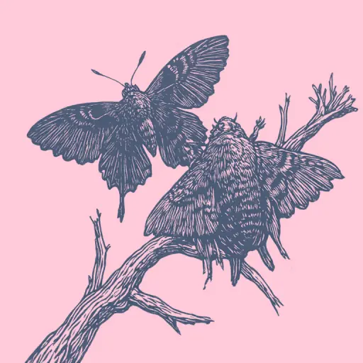 How to tell the difference between a butterfly and a moth by appearance