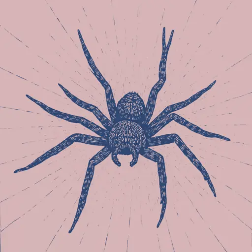 How to Understand How Spiders Move on Smooth Surfaces