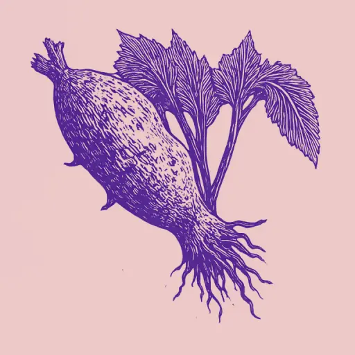 How to Grow Sweet Potato Quickly and Get a Rich Harvest?