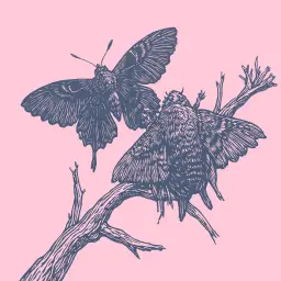 How to tell the difference between a butterfly and a moth by appearance