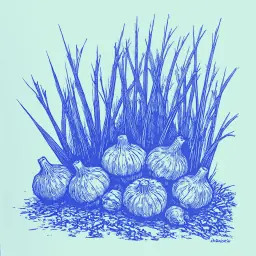 How to Water Onions and Garlic in Summer According to Instructions for a Good Harvest
