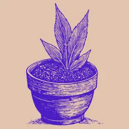 Como cultivar suculentas a partir de sementes e quão rápido elas crescem em ambientes internos