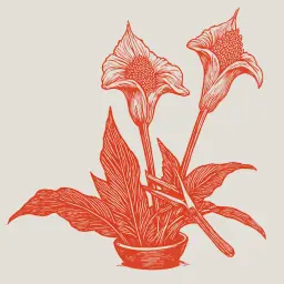 Comment faire éclore les callas plus rapidement : guide étape par étape pour accélérer la floraison